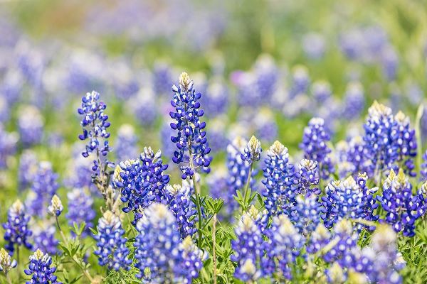 Wilson, Emily M. 아티스트의 Johnson City-Texas-USA-Bluebonnet wildflowers in the Texas Hill Country작품입니다.